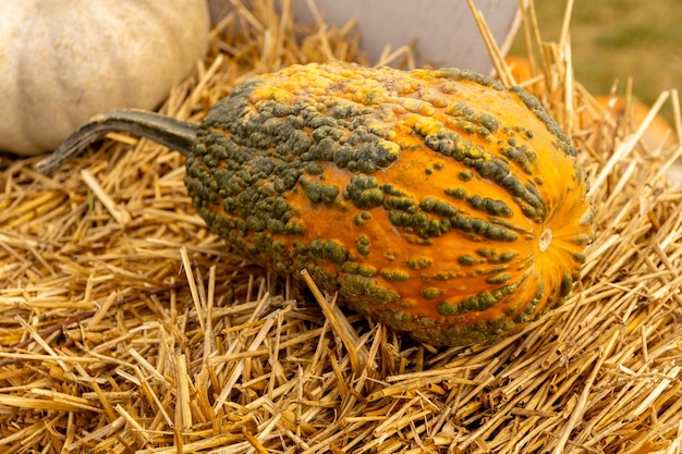 Pompoenen oogsten op de boerderij