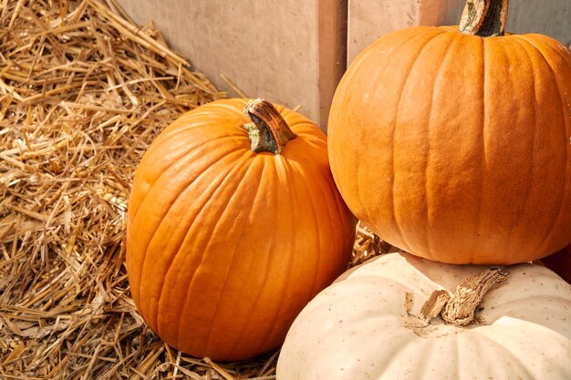 Foto pompoenen op de outdoor boerenmarkt pompoen patch halloween decor met verschillende pompoenen herfst