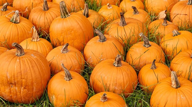 Foto pompoenen op de outdoor boerenmarkt pompoen patch halloween decor met verschillende pompoenen herfst