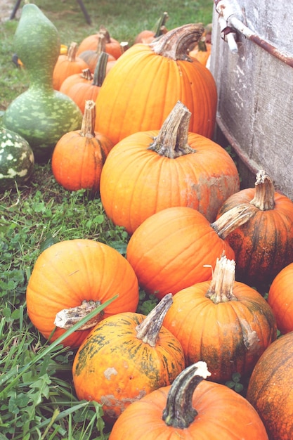 Pompoenen op het veld in de herfst