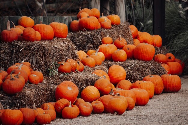 Pompoenen te koop op een openluchtmarkt in het herfstseizoen