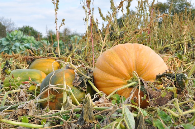 Foto pompoenpatch in het veld