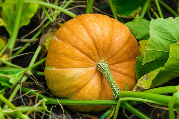 Pompoenplanten met klaar om geoogst te worden