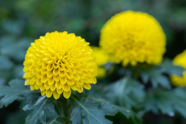 Premium Photo | Pompom chrysanthemums flower in garden