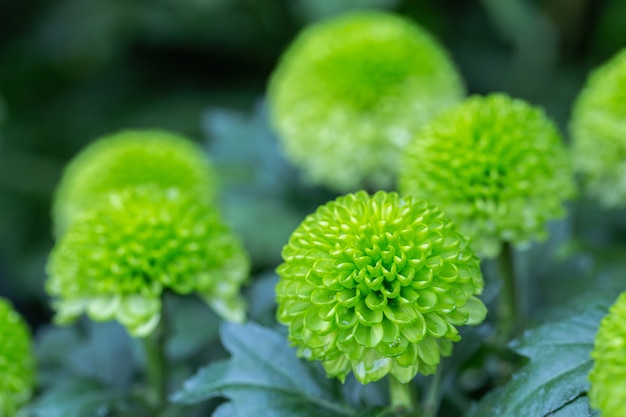 Pompomchrysanten bloeien in de tuin op zonnige zomer- of lentedag voor decoratie.