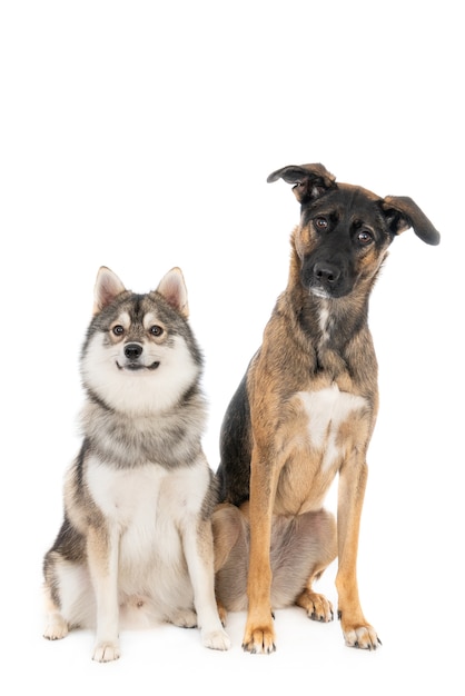 사진 pomsky 개 옆에 앉아 포르투갈어 잡종 개는 흰색에 격리 됨 카메라를보고