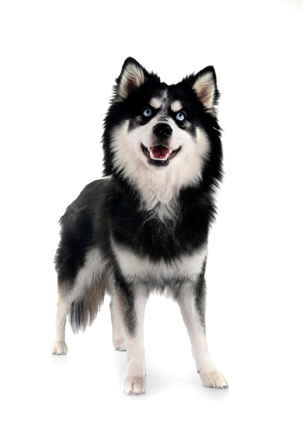 Pomsky in de studio.