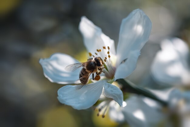 Poncirus trifoliata