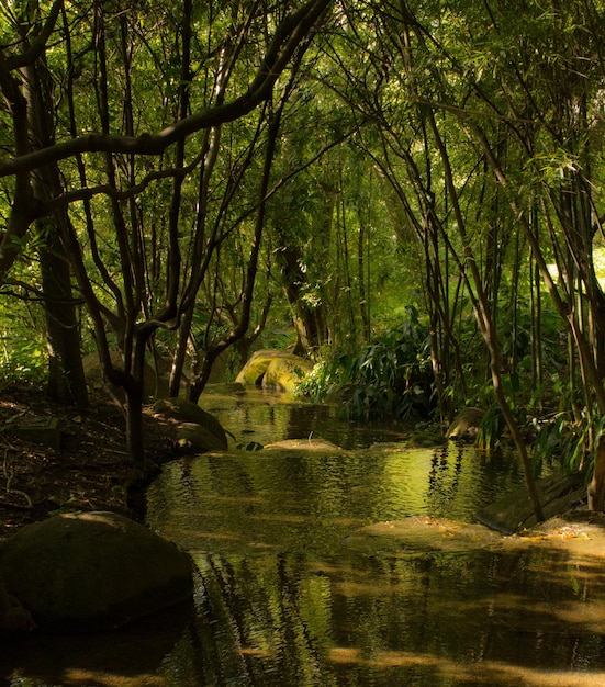 Foto pond in mezzo agli alberi nel parco