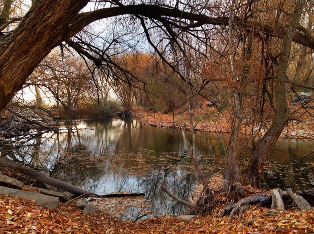 Photo pond in autumn