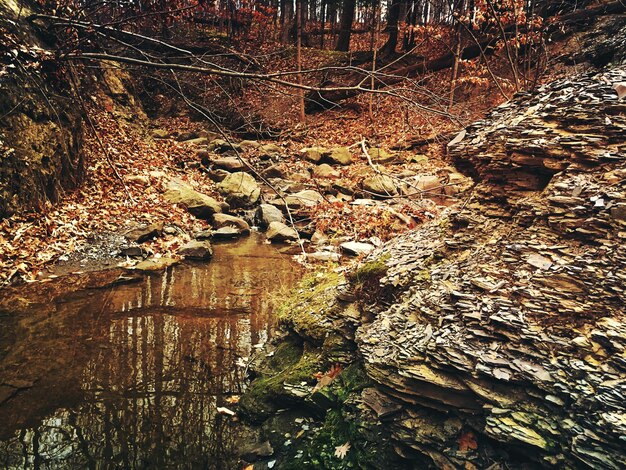 Foto pond da rocce nella foresta