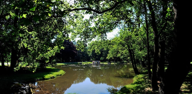 Pond in a castle with many old trees in summer panorama