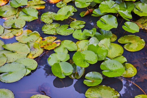 Pond covered in small green lily pads