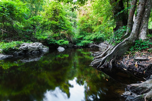 Foto stagno nel paesaggio della foresta