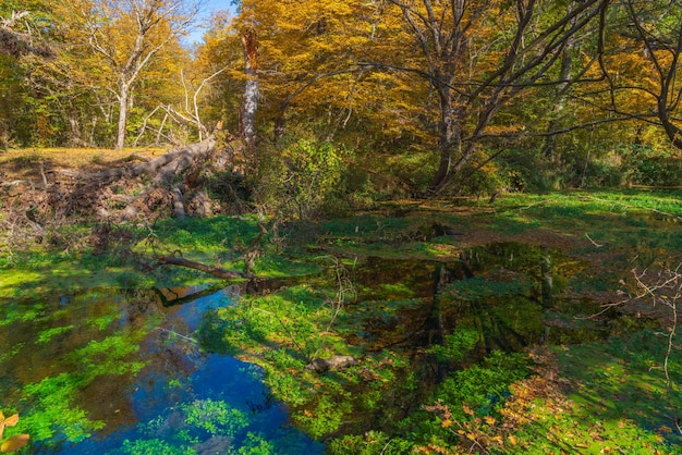 緑藻が生い茂る森の中の池