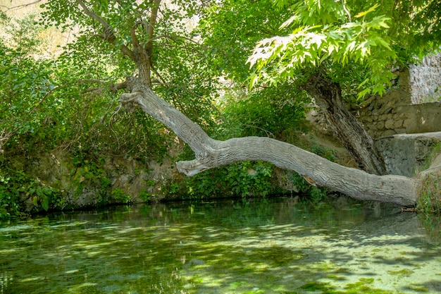 Pond in the forest in summer