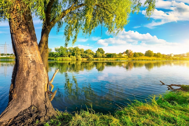 Pond and forest