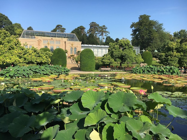 Photo pond in garden against sky