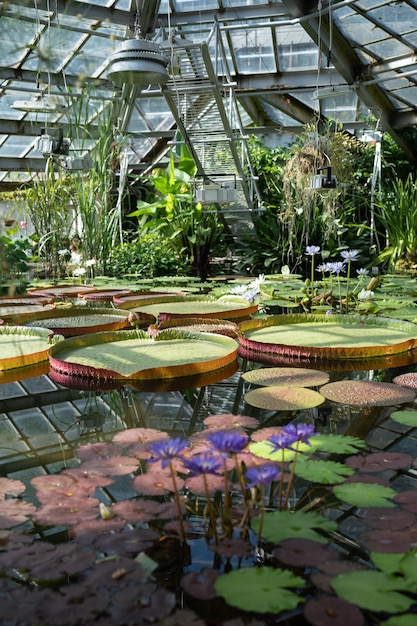 Pond in glasshouse with giant victoria amazonica and aquatic plants