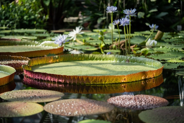 Pond in glasshouse with giant victoria amazonica and aquatic plants