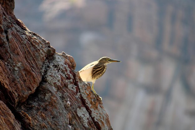 A Pond Heron Sitting on a Rock