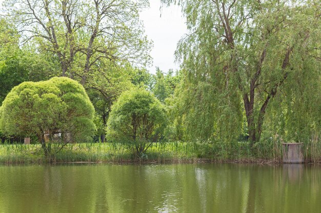 写真 街の公園で ⁇ 水の近くの柳が泣いています ⁇