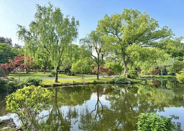 A pond in the japanese garden