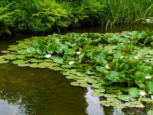 Пейзаж пруда с отражающей водой и кувшинками