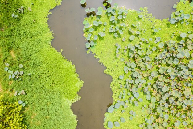 Photo pond of lotus farm