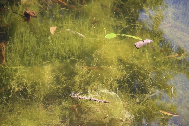 a pond overgrown with algae and mud