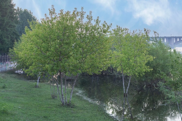 A pond in the park Resting place in the city park