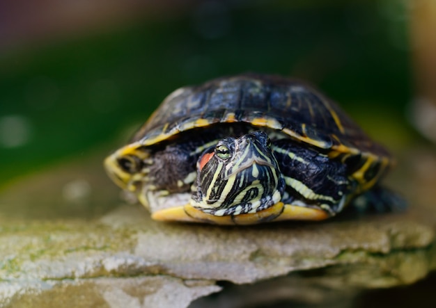 Pond Slider, Red-eared Turtle lying on stone Close-up