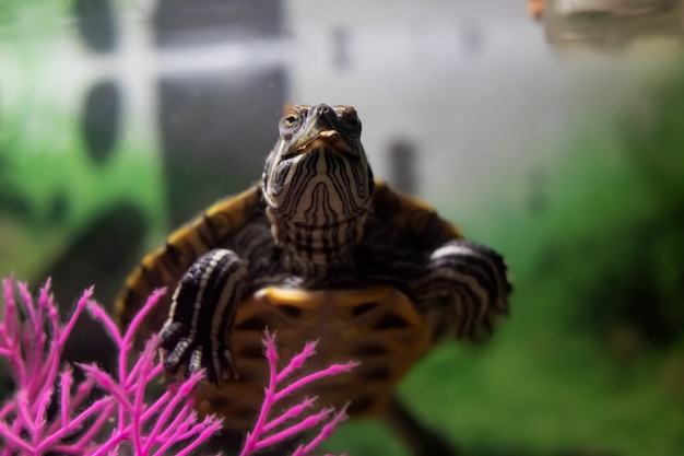 Pond slider in water in an aquarium