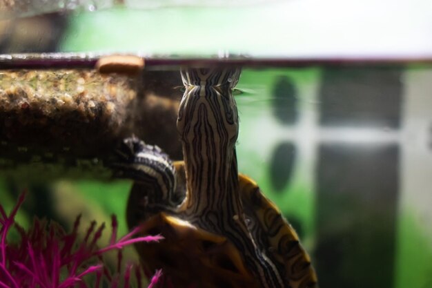 Photo pond slider in water in an aquarium