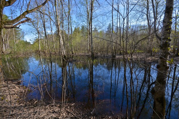 Pond in the spring forest