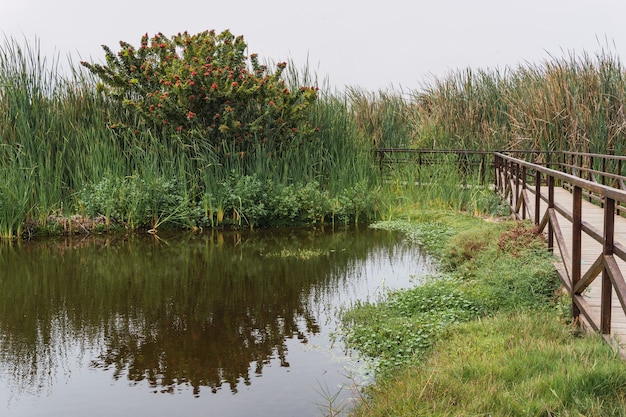 Pond surrounded by vegetation