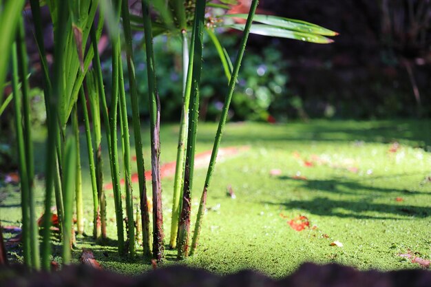 Pond vegetation