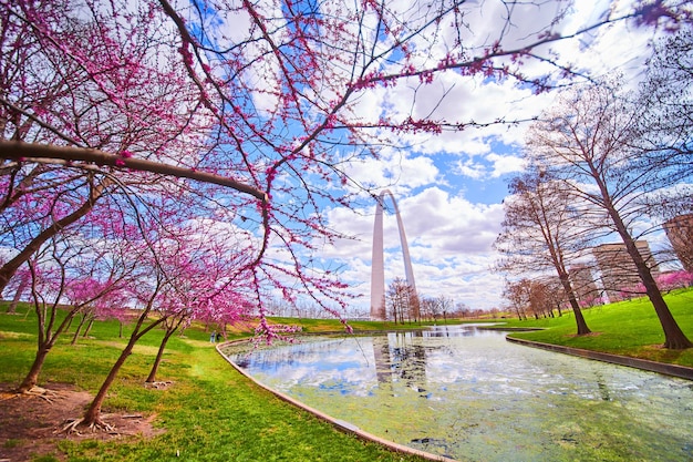 Photo pond with algae surrounded by cherry tree with gateway arch of st louis in distance