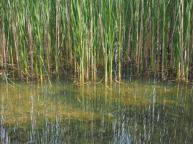 Pond with aquatic plants