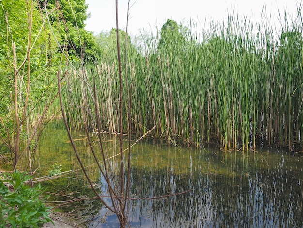 Pond with aquatic plants