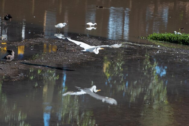 鳥のいる池水鳥がいっぱいの美しい池自然光の選択的な焦点