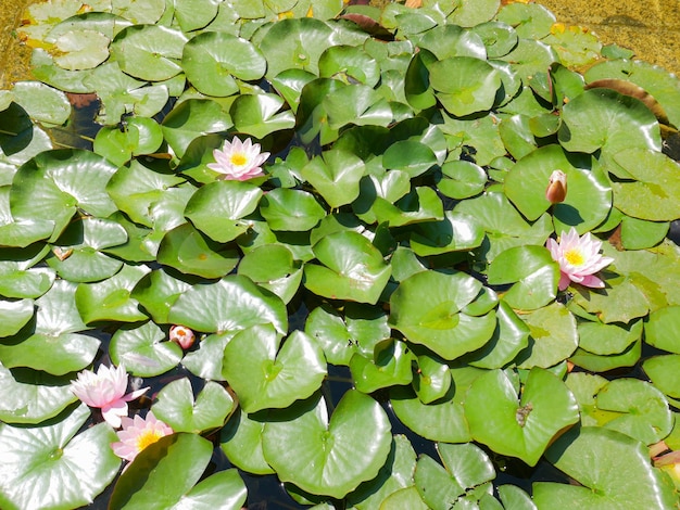 写真 花がく水蓮の池