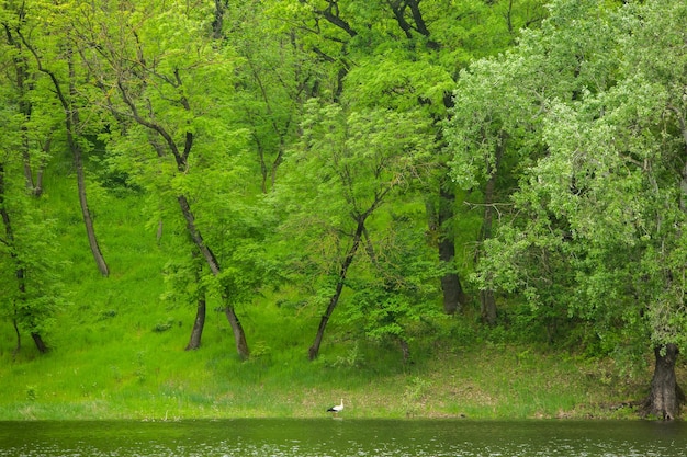 a pond with a duck in it and a tree in the background