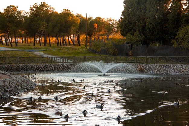 Pond with ducks in a park. Autumn.