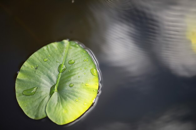 Pond with duckweed, marsh plants, water lilies and victoria amazonica lilies