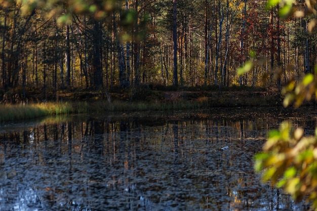 Pond with fallen leaves in the forest in early autumn