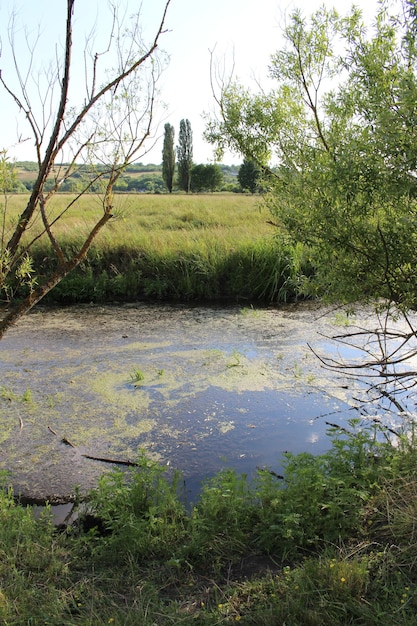 Foto uno stagno con piante e alberi verdi