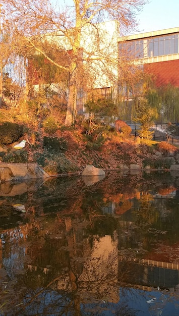 A pond with a house and trees in the background