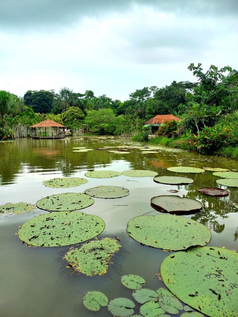 Photo a pond with lily pads and a house in the background