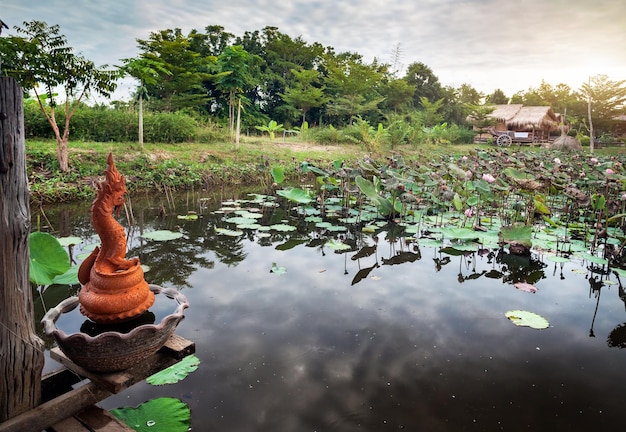 写真 タイの蓮池